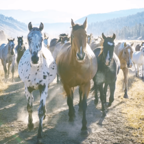 A group of horses, including a spotted and a brown one in front, run together on a dirt path through a sunlit, grassy landscape with hills and trees in the background.